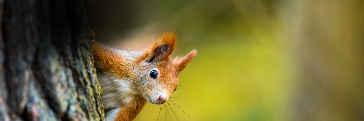 Animal Stories is our Reading Room series featuring wonderful stories about animals.