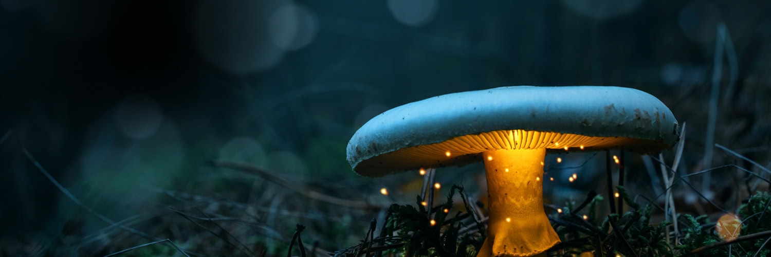 Step into a realm where magic weaves through every page and timeless tales beckon the imagination.